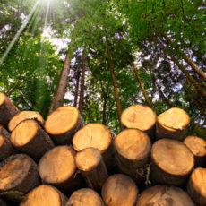 The Pros and Cons of Bioenergy