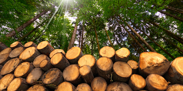The Pros and Cons of Bioenergy