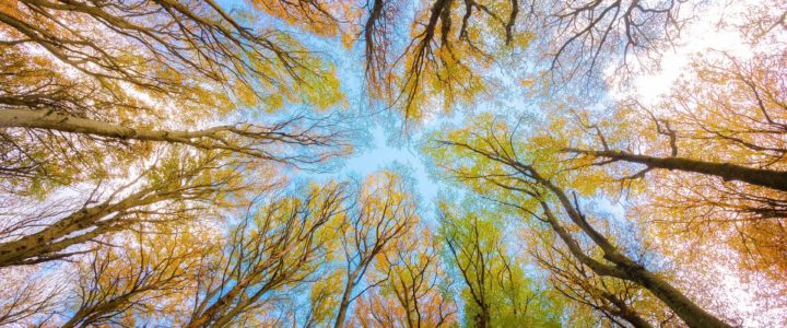 Looking straight up through a canopy of trees, with leaves changing to fall colours