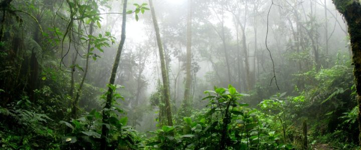 Amazon forest looking from low in the canopy up, into mist