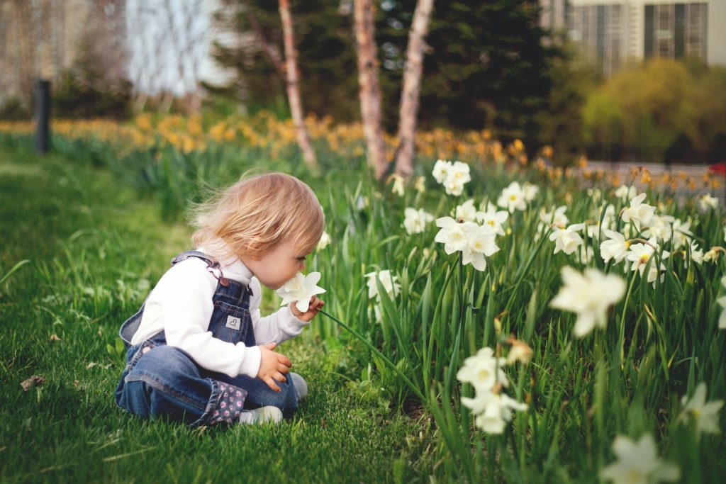 Small child sitting on the ground smelling white daffodils