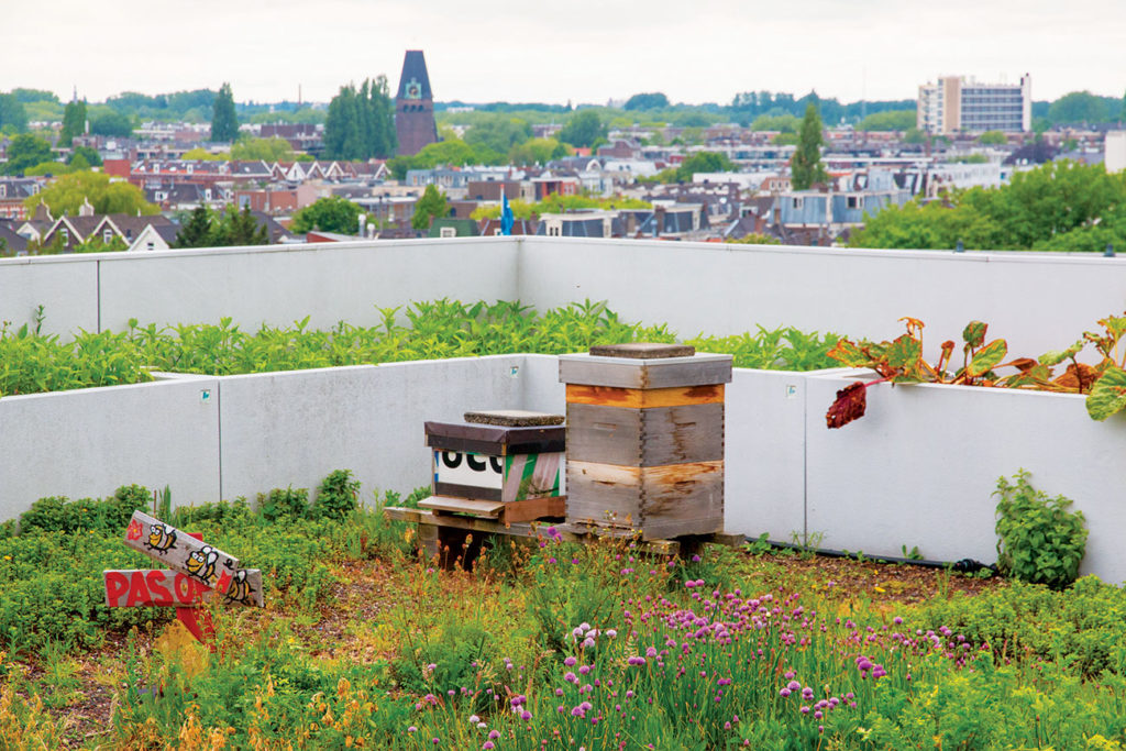 DakAkker rooftop farm in Rotterdam, showing bright flowers an a bee hive as they work to find a new greener identity