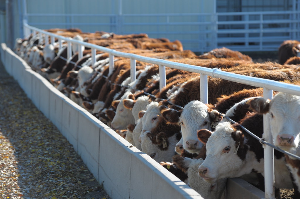 Line of cows sticking their heads through a fence into the grain feed trough.