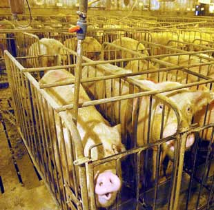 Pigs kept in very narrow metal cages, alone, unable to lay down, in a factory farm.