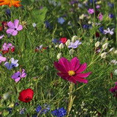 Native flowers within long green grass.