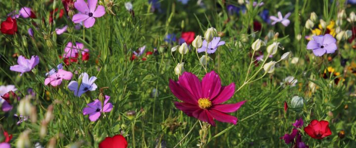 Native flowers within long green grass.