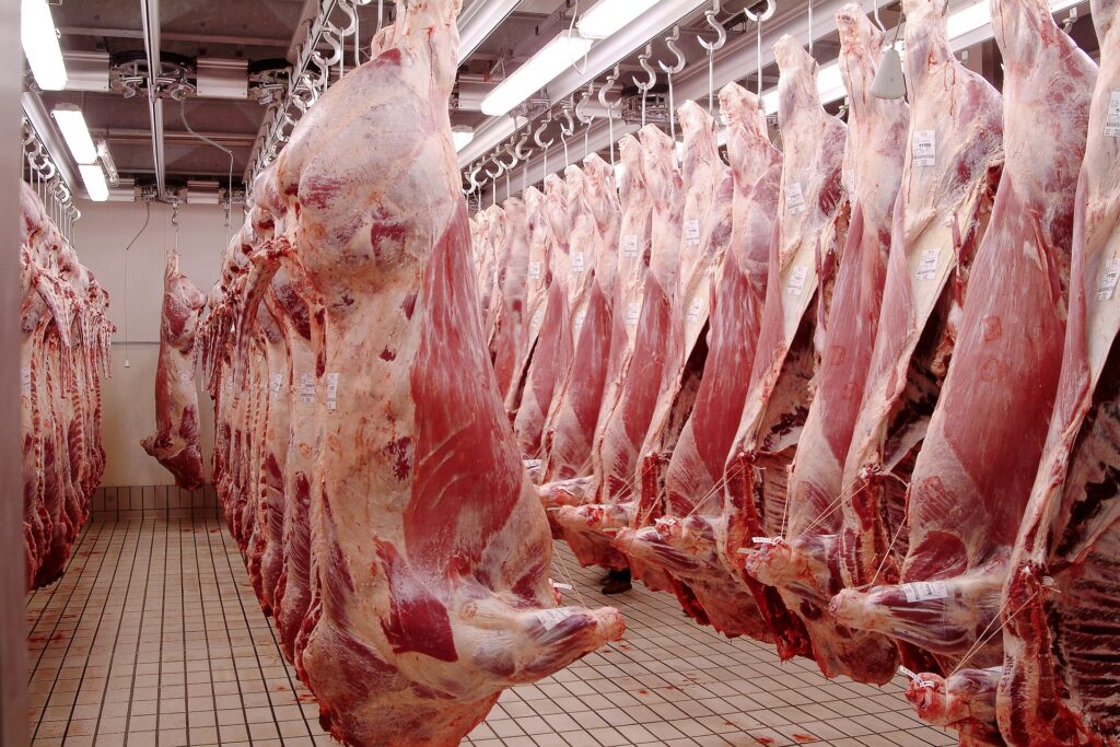 Racks and racks of pig carcuses in a slaughterhouse, hanging from one ankle.