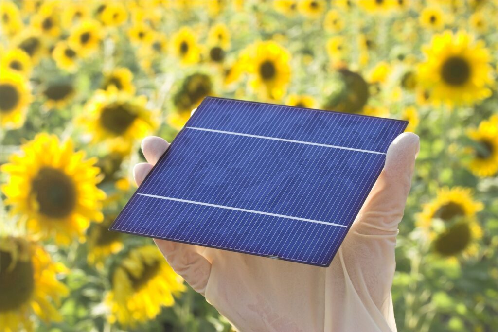 Person's hand holding a photovoltaic cell while standing in a field of bright yellow sunflowers